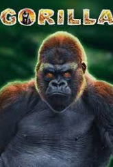 Gorilla – слот от провайдера Novomatic (Greentube)